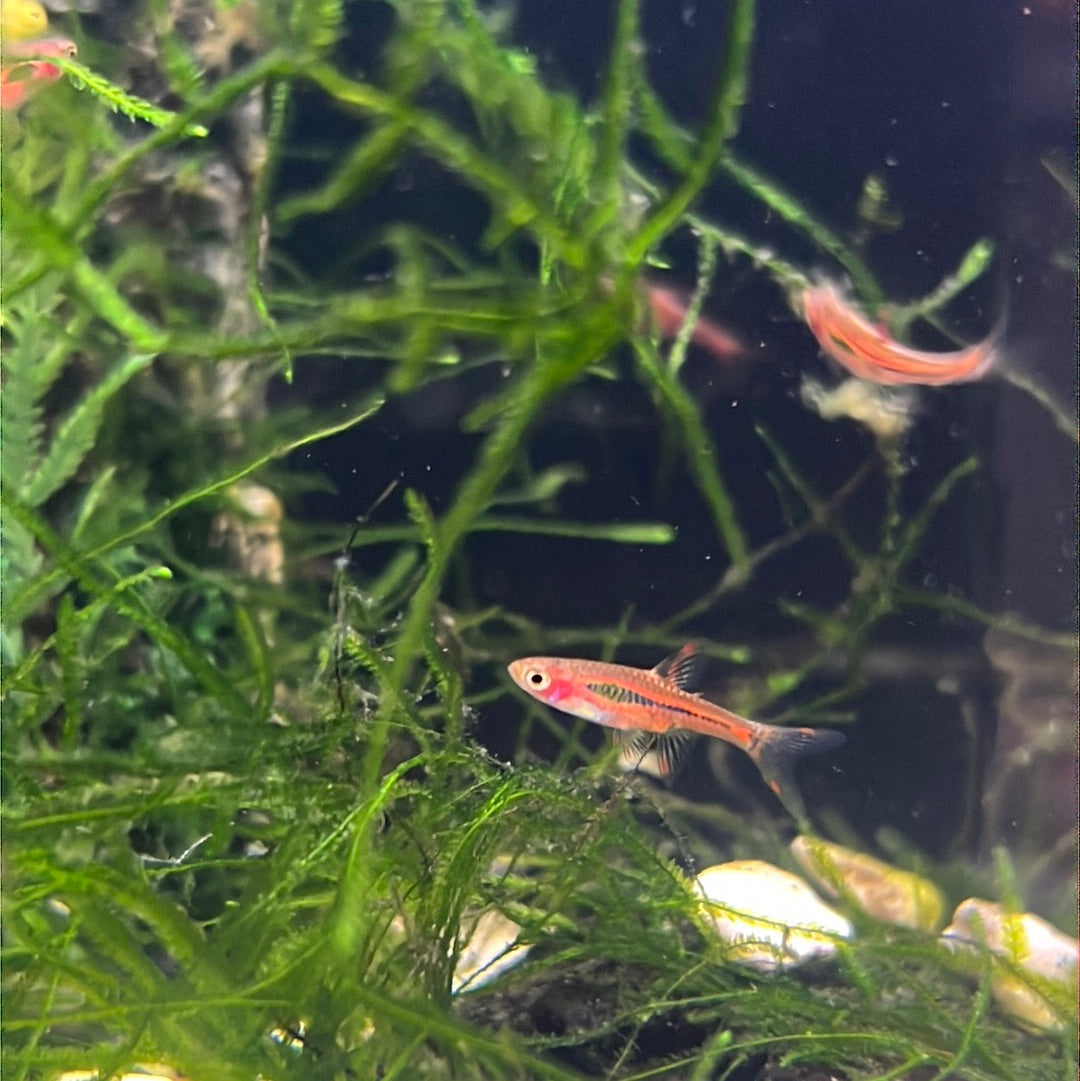 Chili Rasbora (Boraras brigittae)