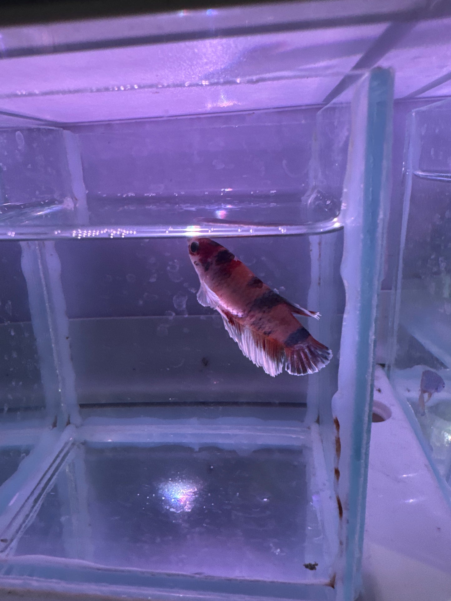 Koi Dumbo Plakat