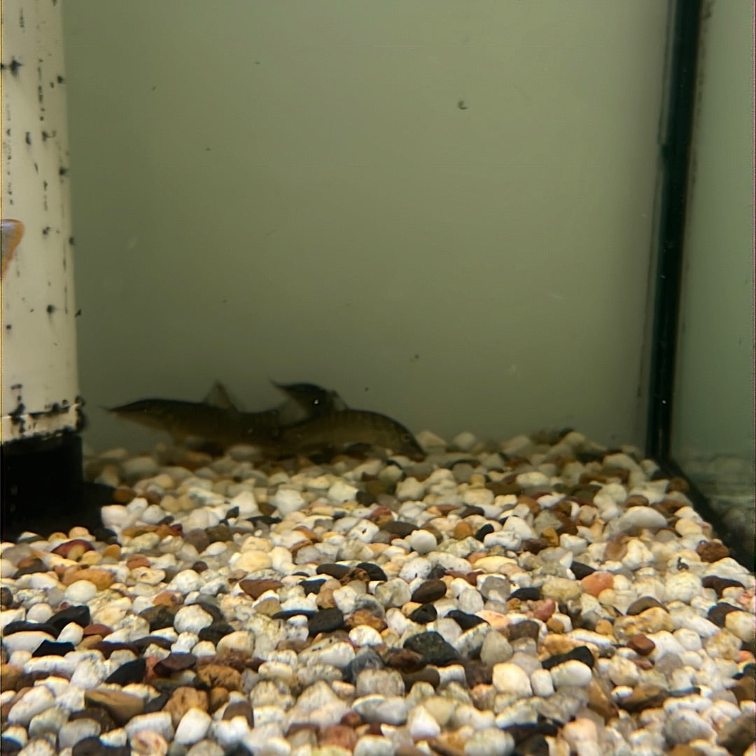 green tiger loache (Syncrossus hymenophysa )