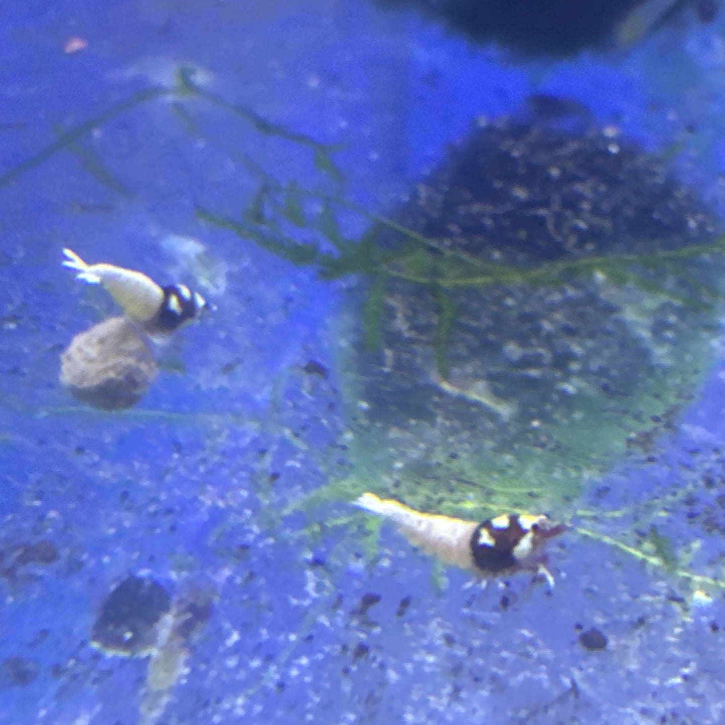 red German spotted pintos (Caridina)