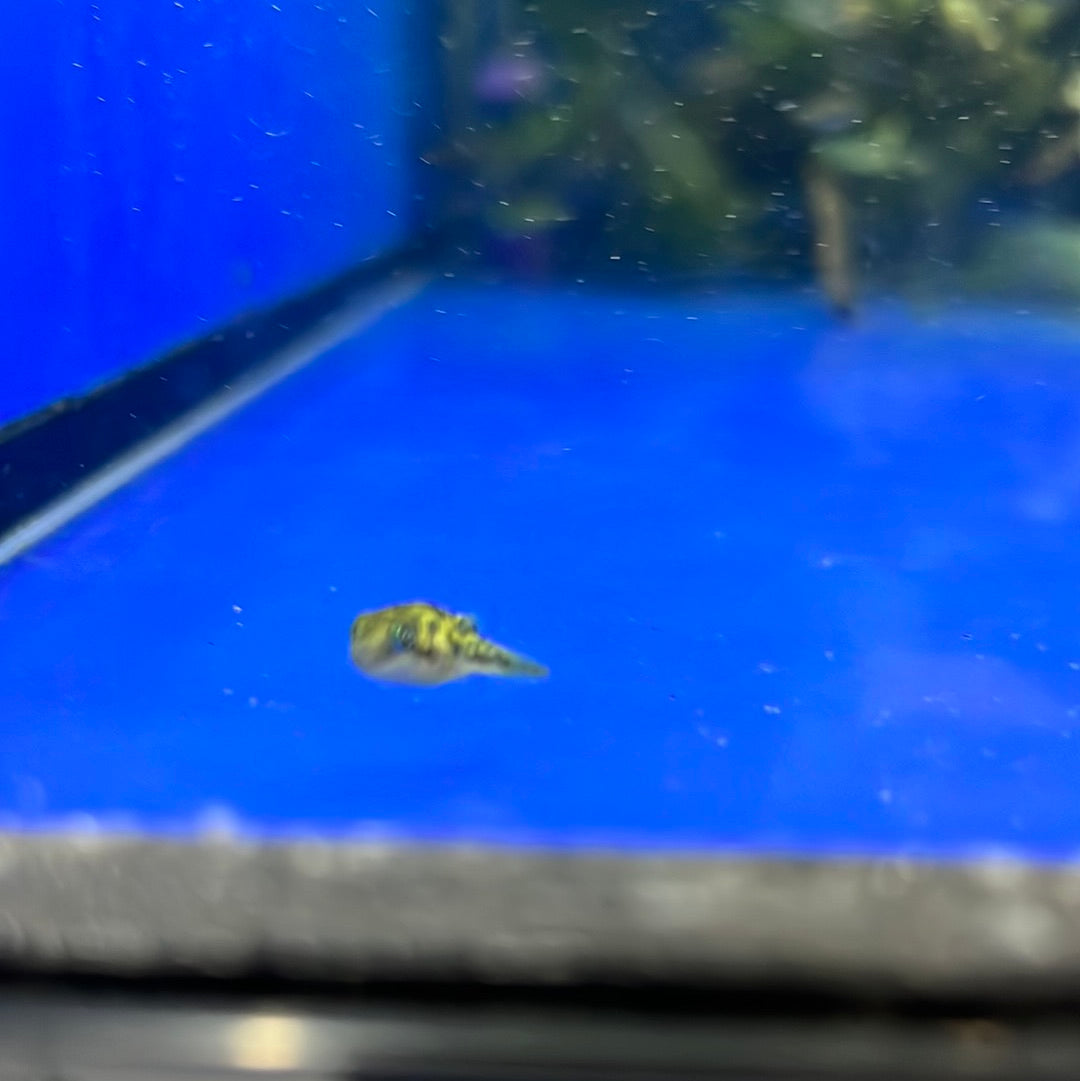 dwarf pea puffer (Carinotetraodon travancoricus)