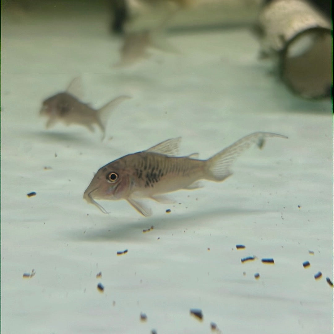 Northern Long Nose Corydoras (Corydoras septentionalis)