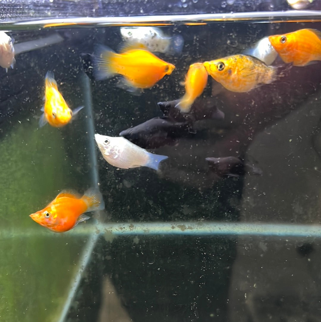 Assorted Balloon Mollys (Poeciliidae sphenops)