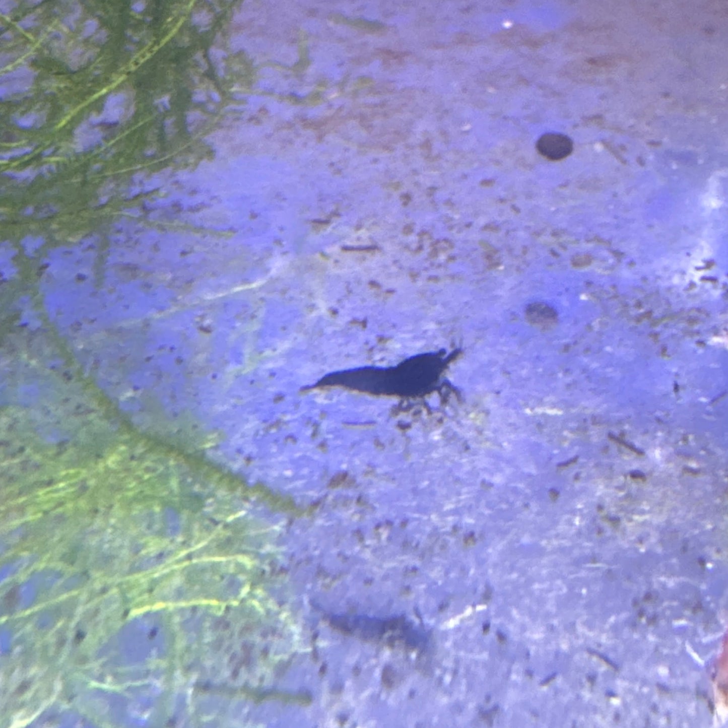 black rose shrimp (Neocaridina)