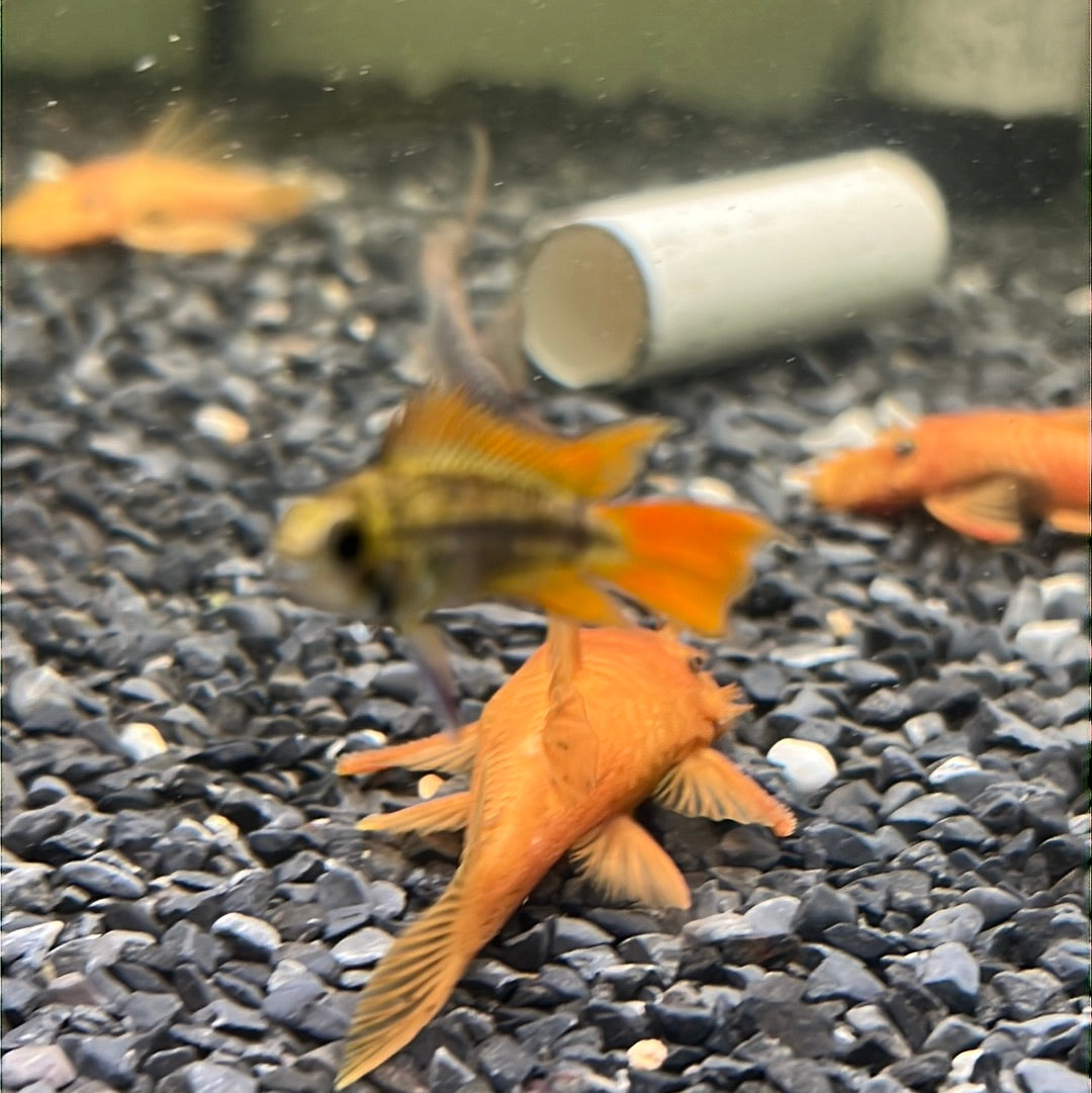 Apistogramma cacatuodes orange flash (Apistogramma cacatuoides)