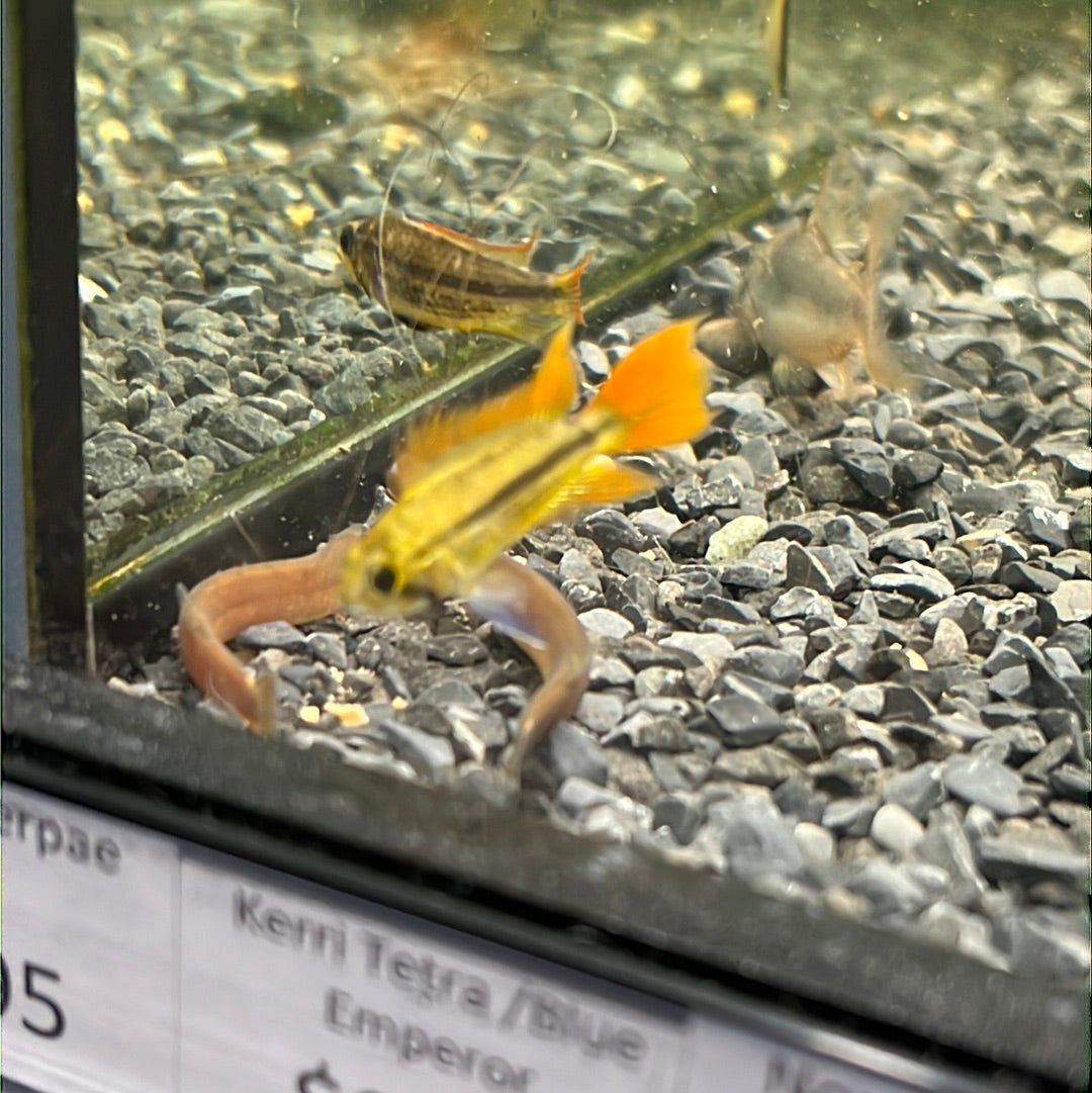Apistogramma cacatuodes orange flash (Apistogramma cacatuoides)