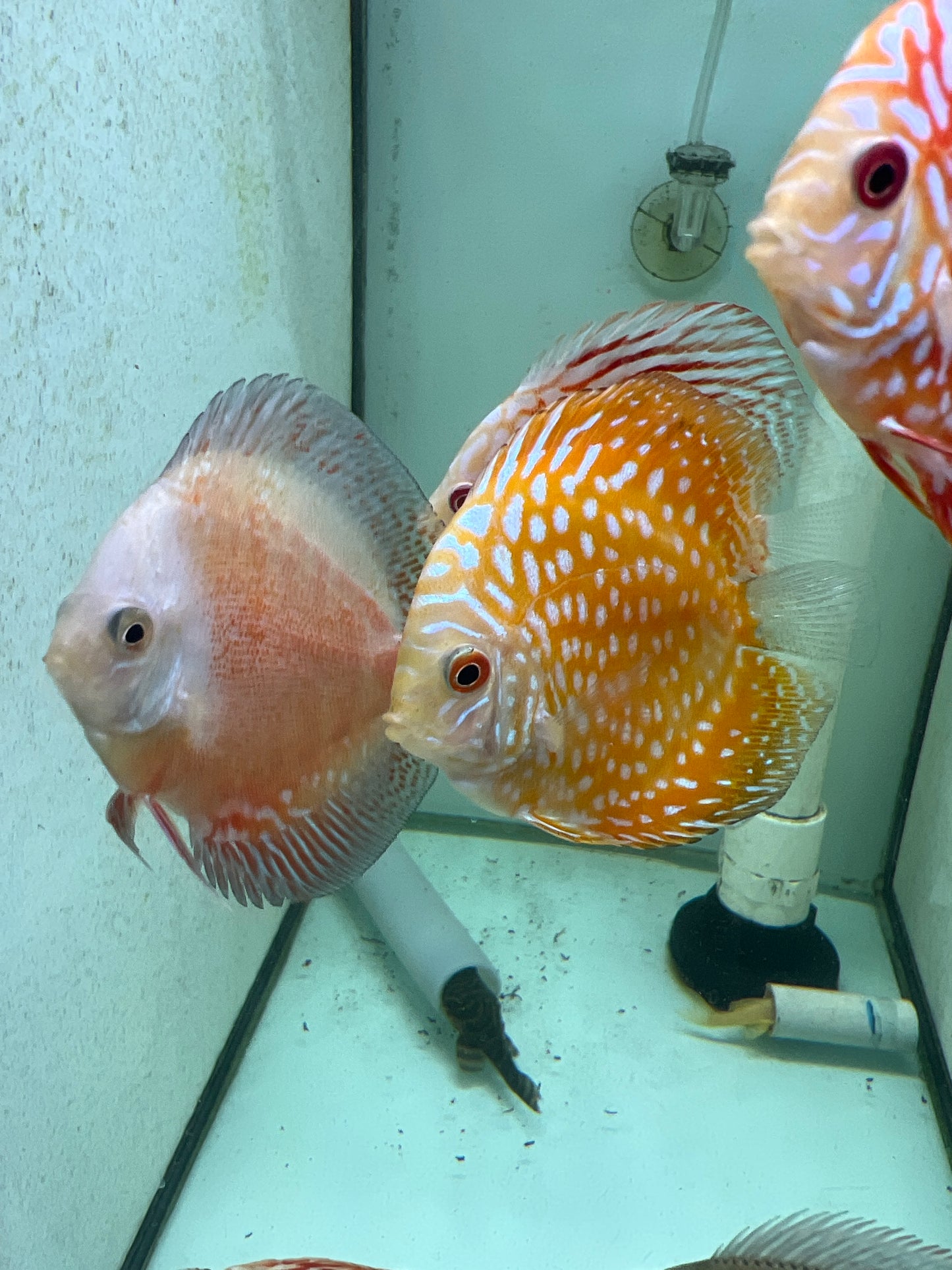 Yellow checkerboard Discus (Symphysodon sp.)