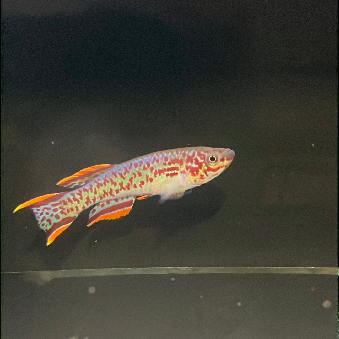 Aphyosemion Gardneri Albino (Aphyosemion gardneri )