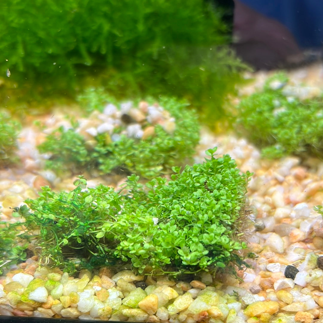 Dwarf Baby Tears (Hemianthus callitrichoides) p045 mat