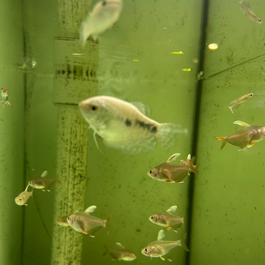 Opaline gourami (Trichopodus trichopterus )