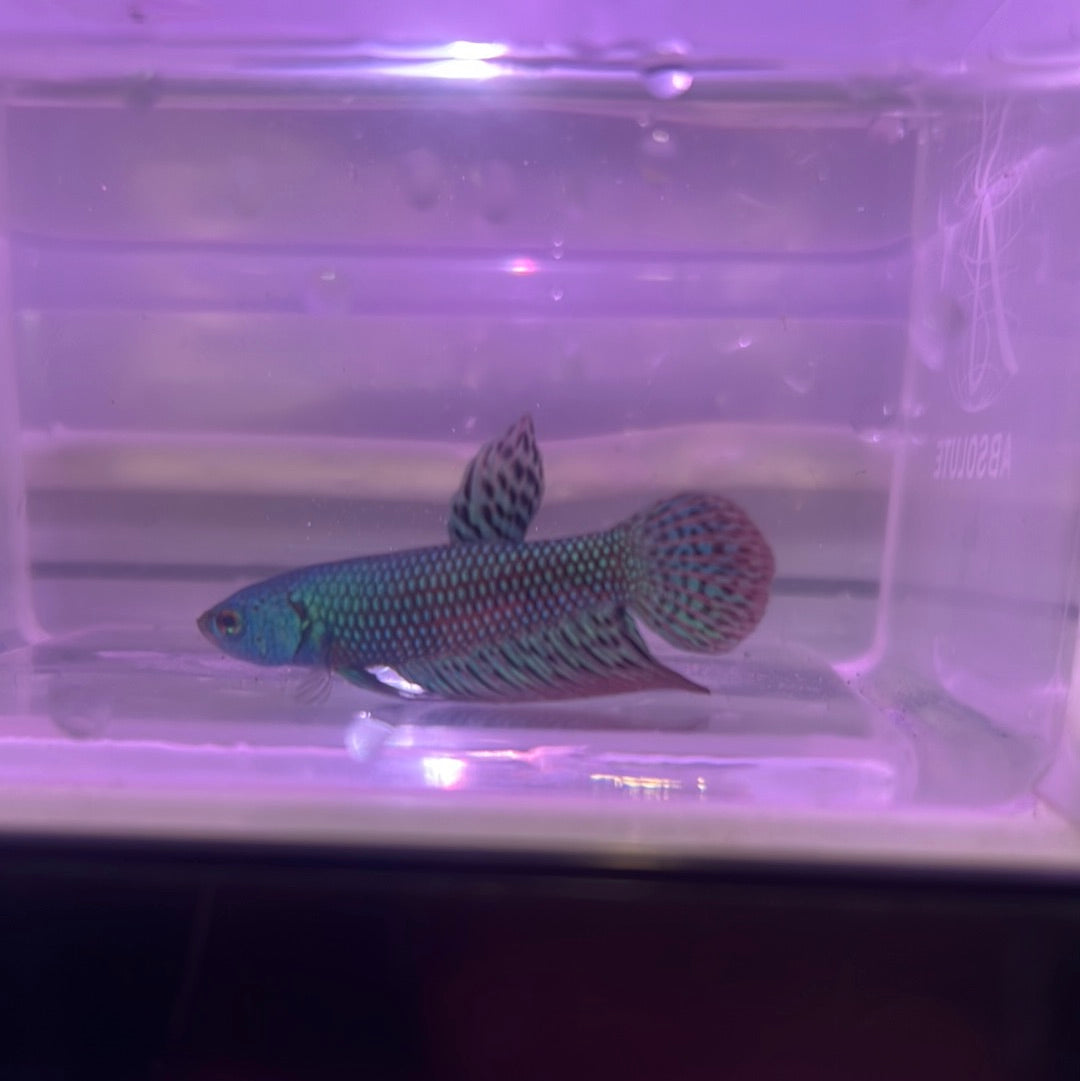 green alien betta