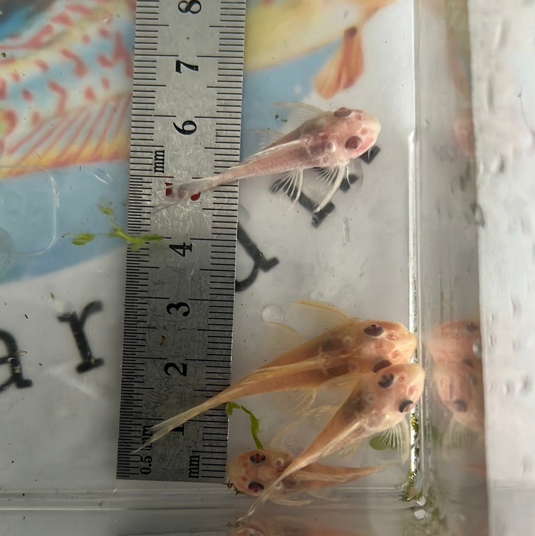 L333 Albino King Tiger Pleco (Hypancistrus sp)