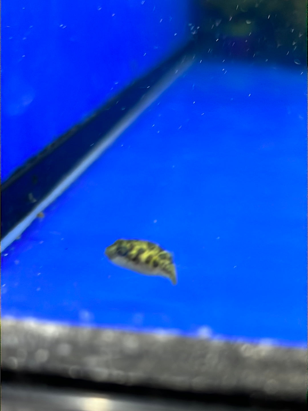 dwarf pea puffer (Carinotetraodon travancoricus)