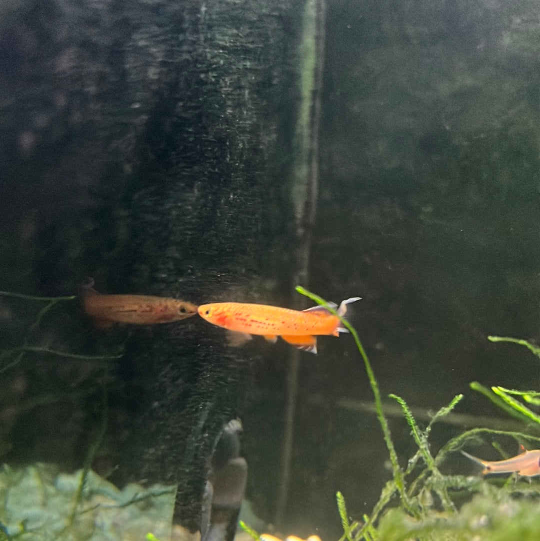 Aphyosemion gold lyretail (Aphyosemion Australe)