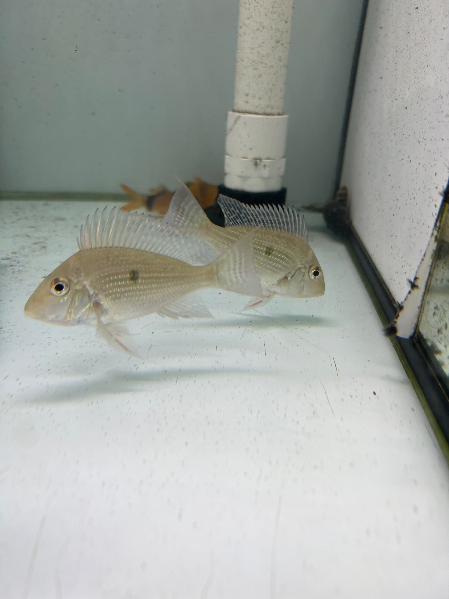 Sven’s Eartheater Cichlid (Geophagus sp. “Sveni”)