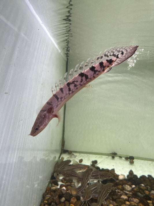 Delhezi Bichir (Polypterus delhezi)