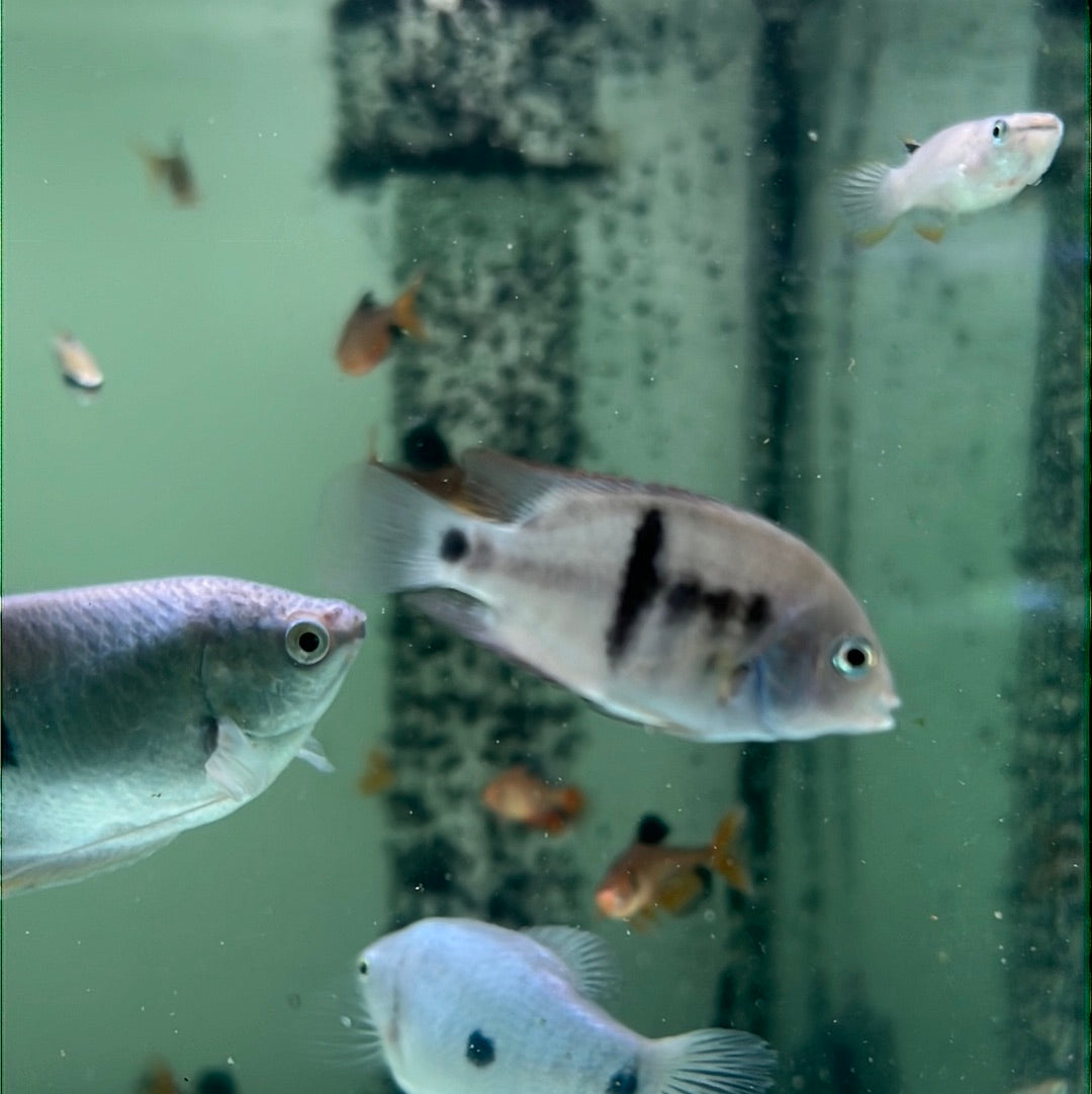 Amatitlania Septemfasciata (Cryptoheros septemfasciatus)
