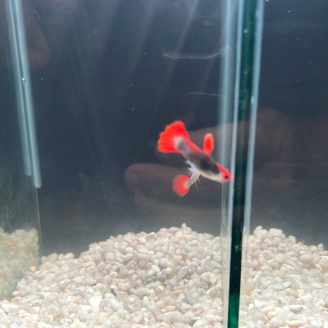 Guppies pairs (Poecilia reticulata)
