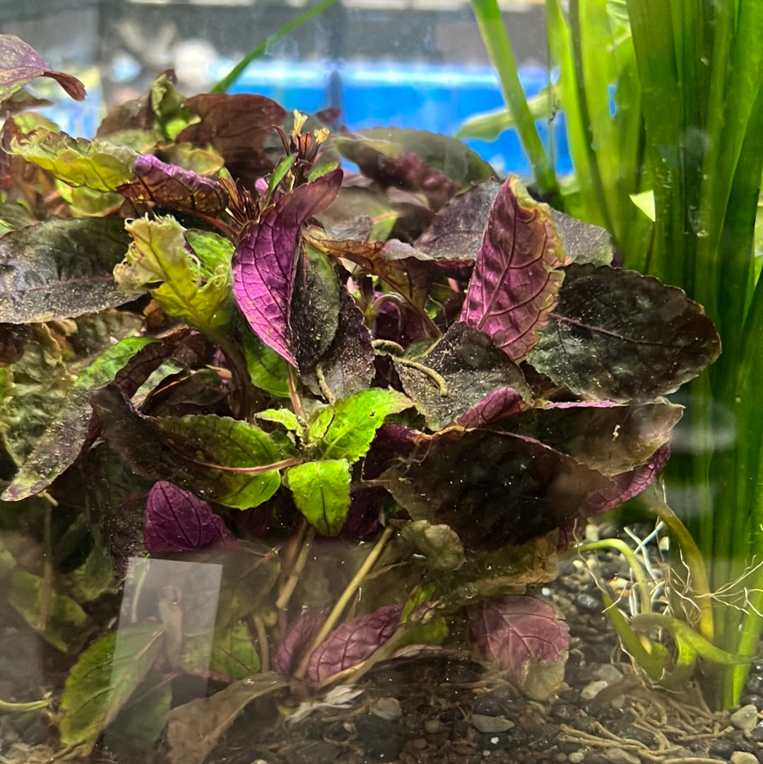 Purple Waffel p037(Hemigraphis exotica)