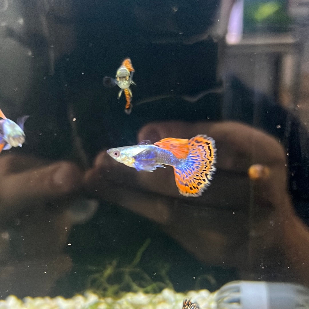 Dumbo Guppies (Poecilia reticulata)