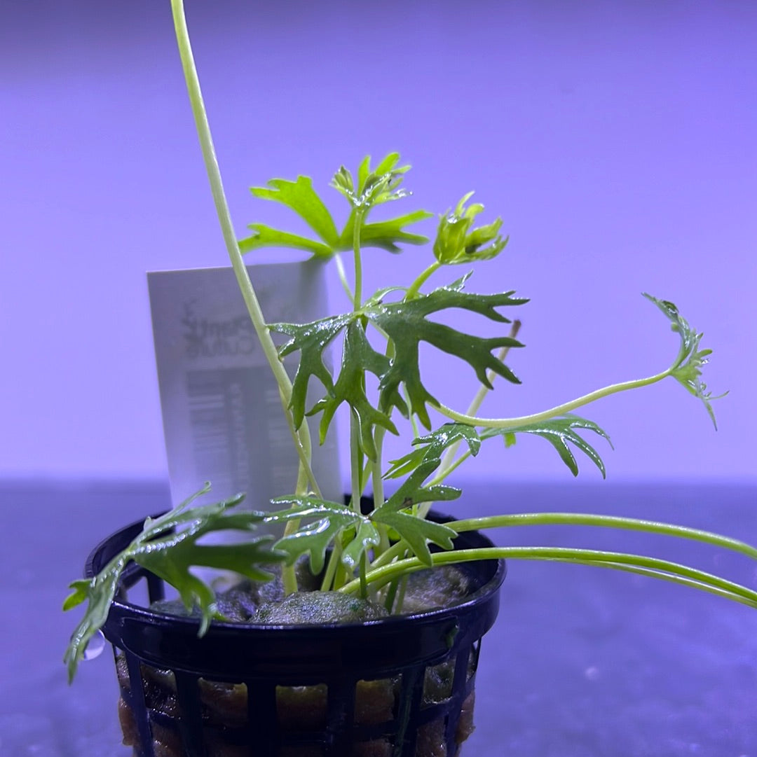 Ranunculus inundatus EMERSED/POTTED P145