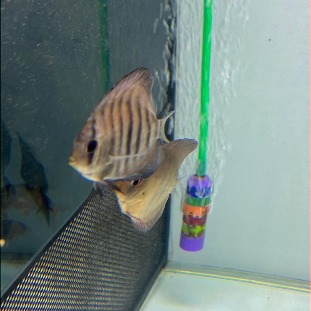 Red Alenqure Discus (Symphysodon sp.)
