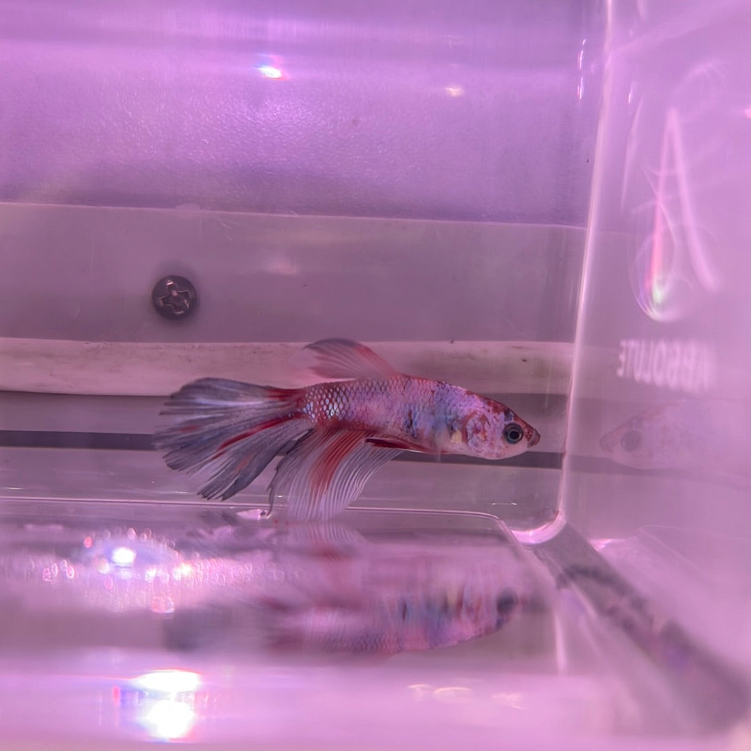 HalfMoon Candy Betta