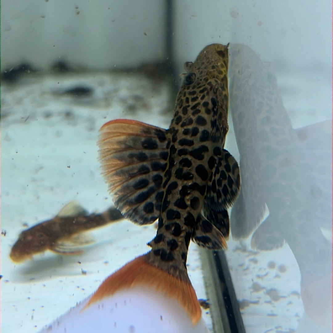 L600 Leopard Cactus Pleco (Pseudacanthicus leopardus)
