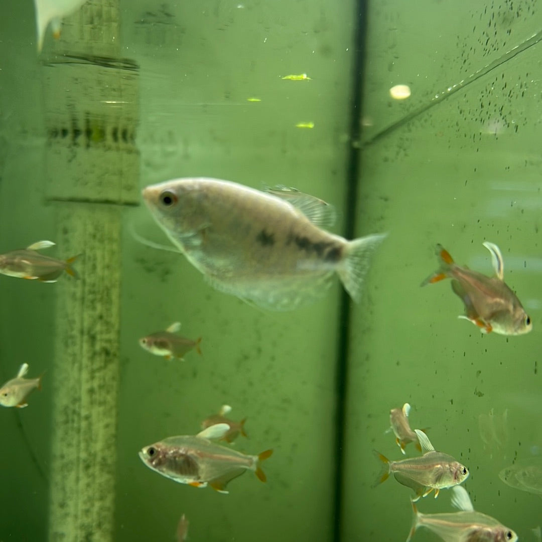 Opaline gourami (Trichopodus trichopterus )