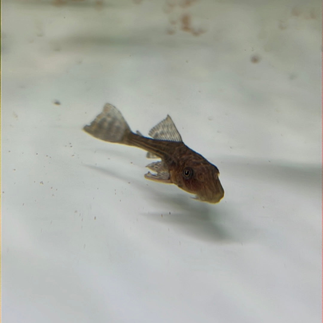 Chocolate Plecostomus Catfish (Hypostomus plecostomus)