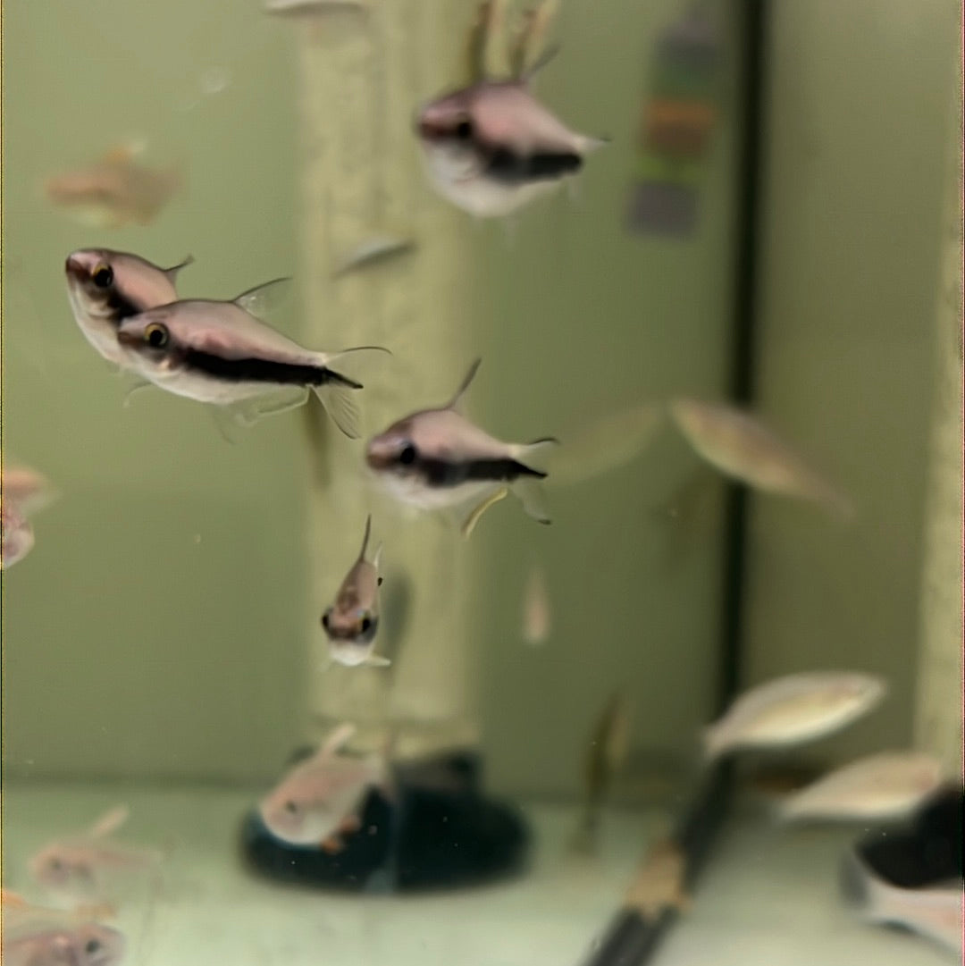 Emperor Tetra (Nematobrycon Palmeri)