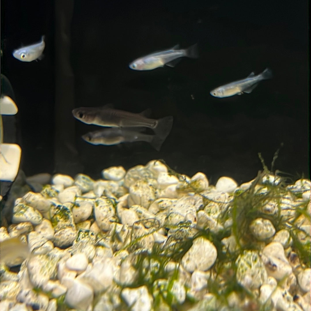 Medaka Rice fish (Oryzias Latipes) black