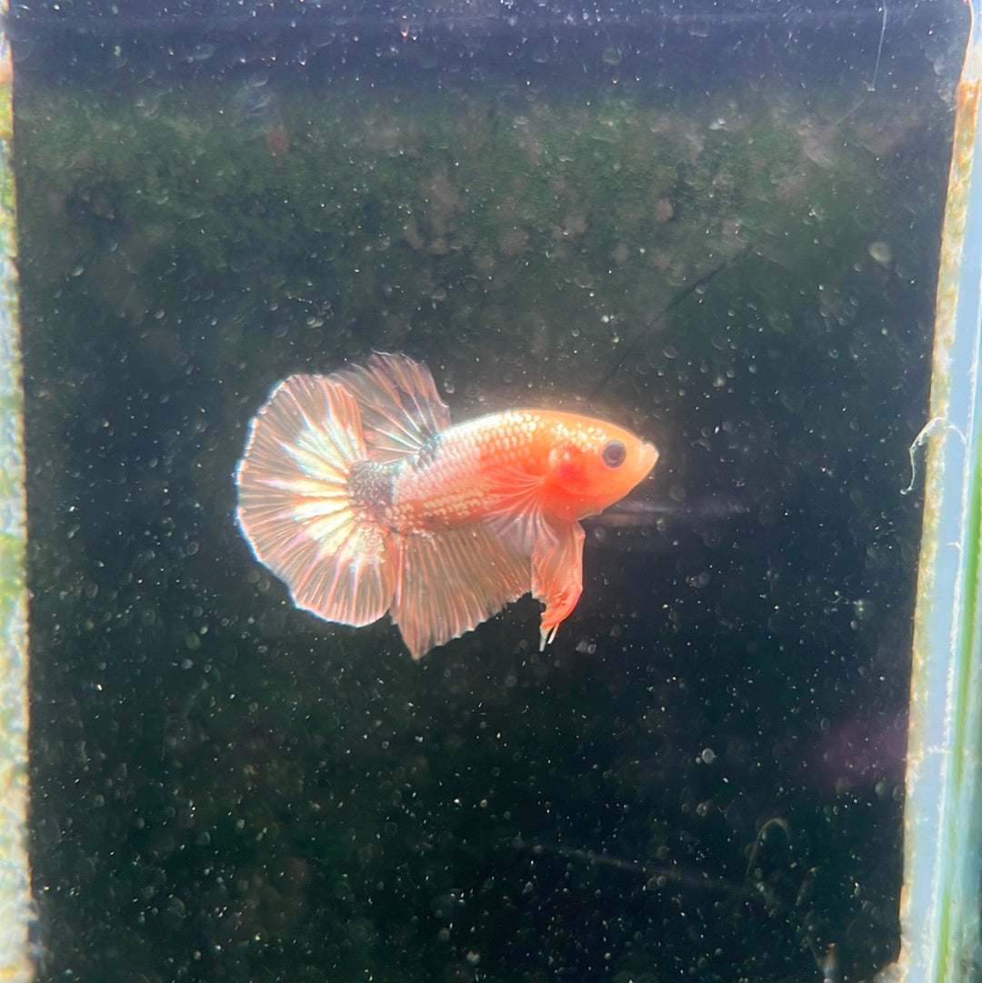 Fancy Yellow plakat (Betta splendens)