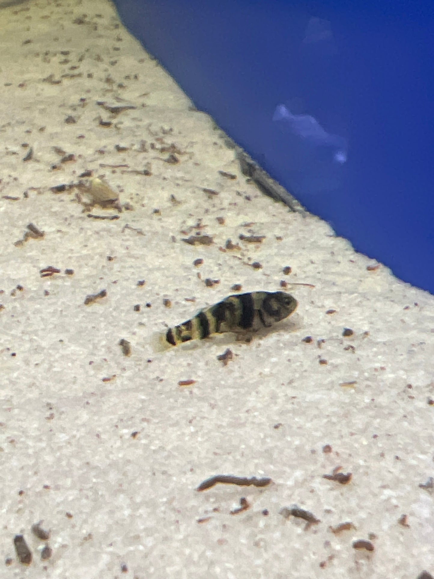 Bumblebee Goby (Brachygobius mekongensis)