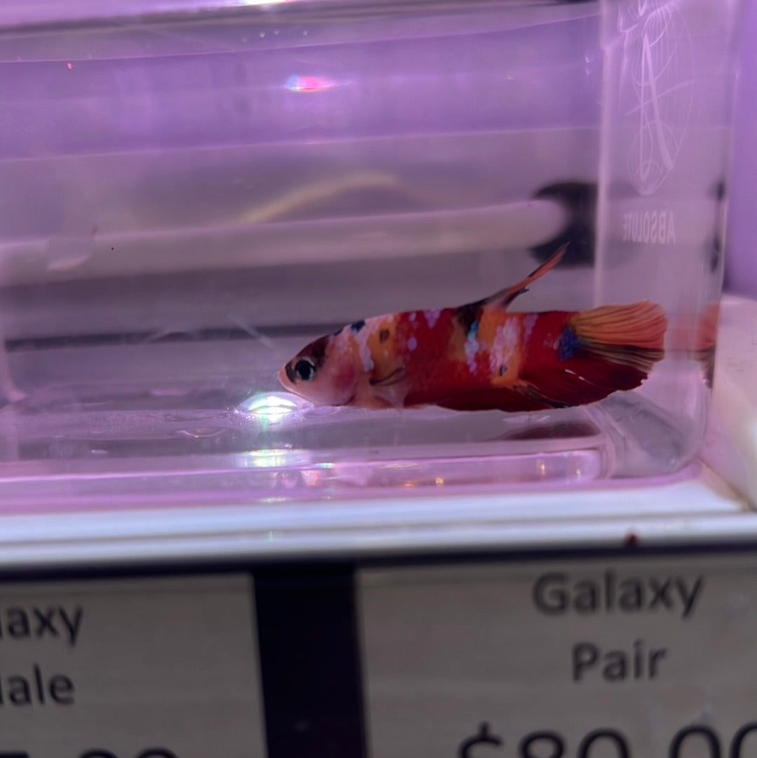 Galaxy Betta (Betta splendens)