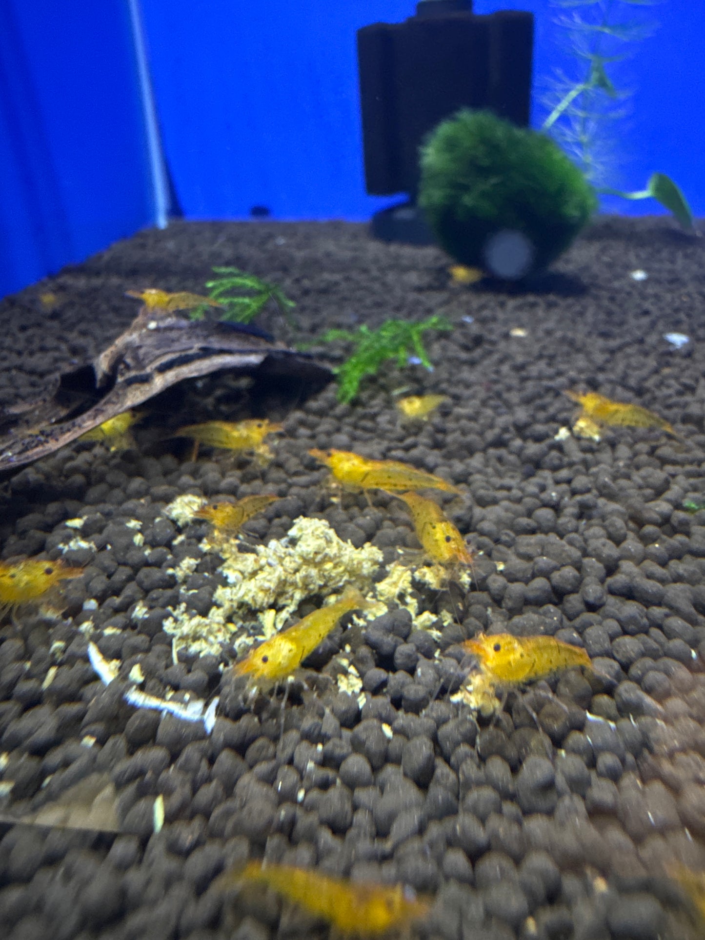 Tangerine tiger shrimp (Caridina serrata)