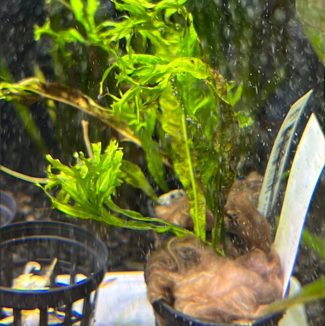 Microsorum pteropus POTTED Java Fern Windelov P121