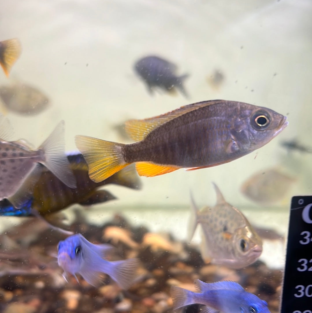 Red Fin Kadango Cichlid (Copadichromis borleyi)