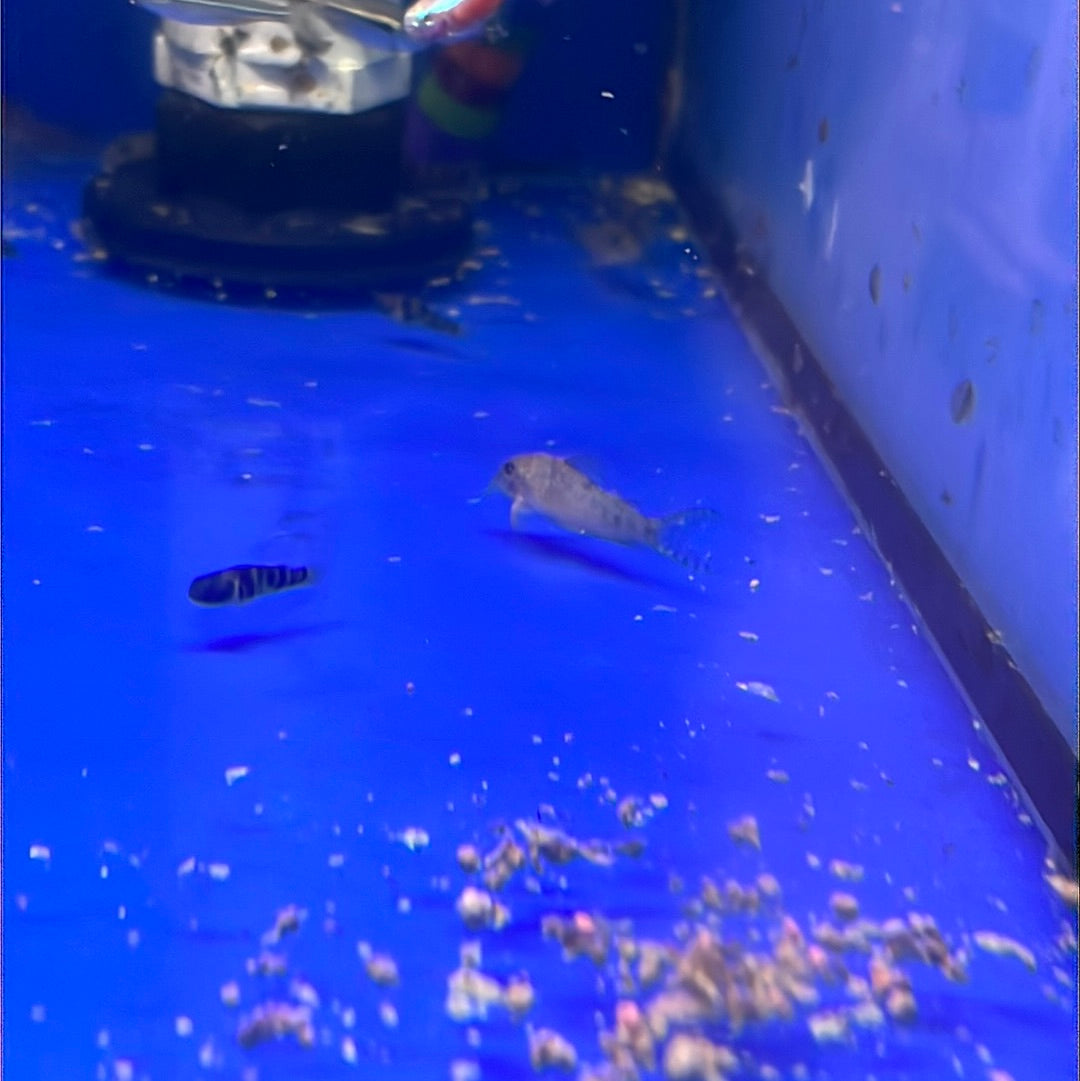 Elisae Corydoras (Corydoras ellisae)