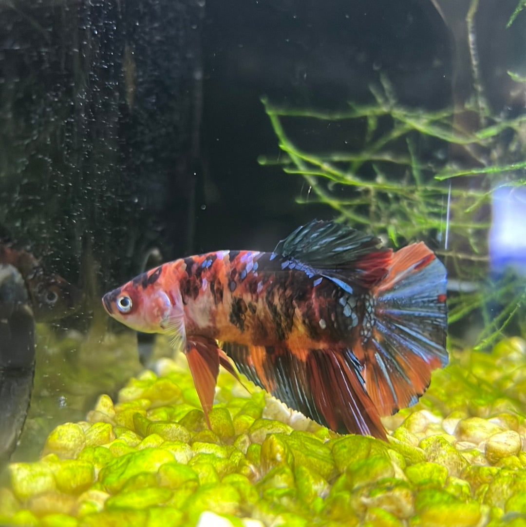 Giant Koi Galaxy