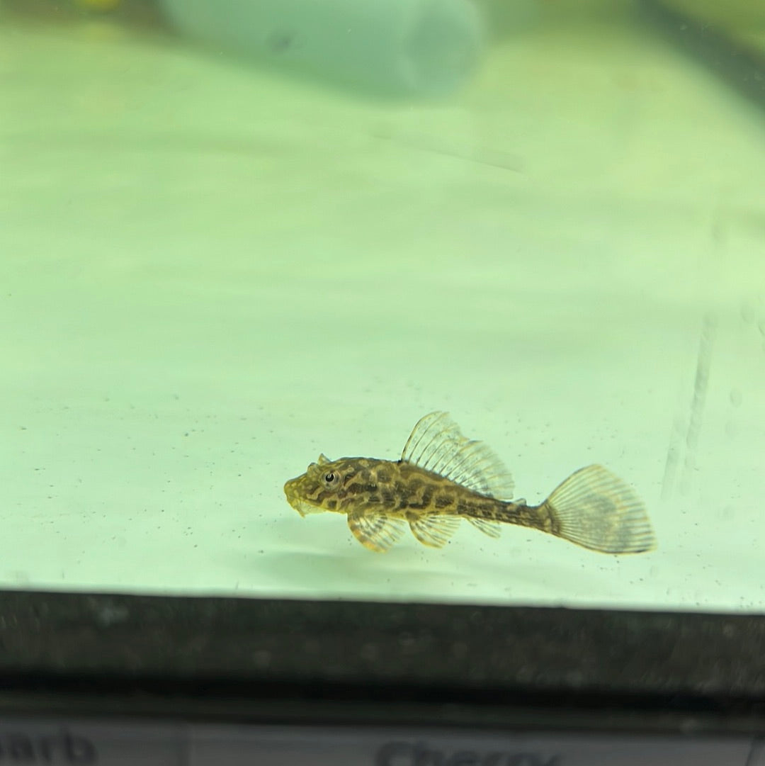 Fine line Gold Spot Pleco (Glyptopterichthys sp)