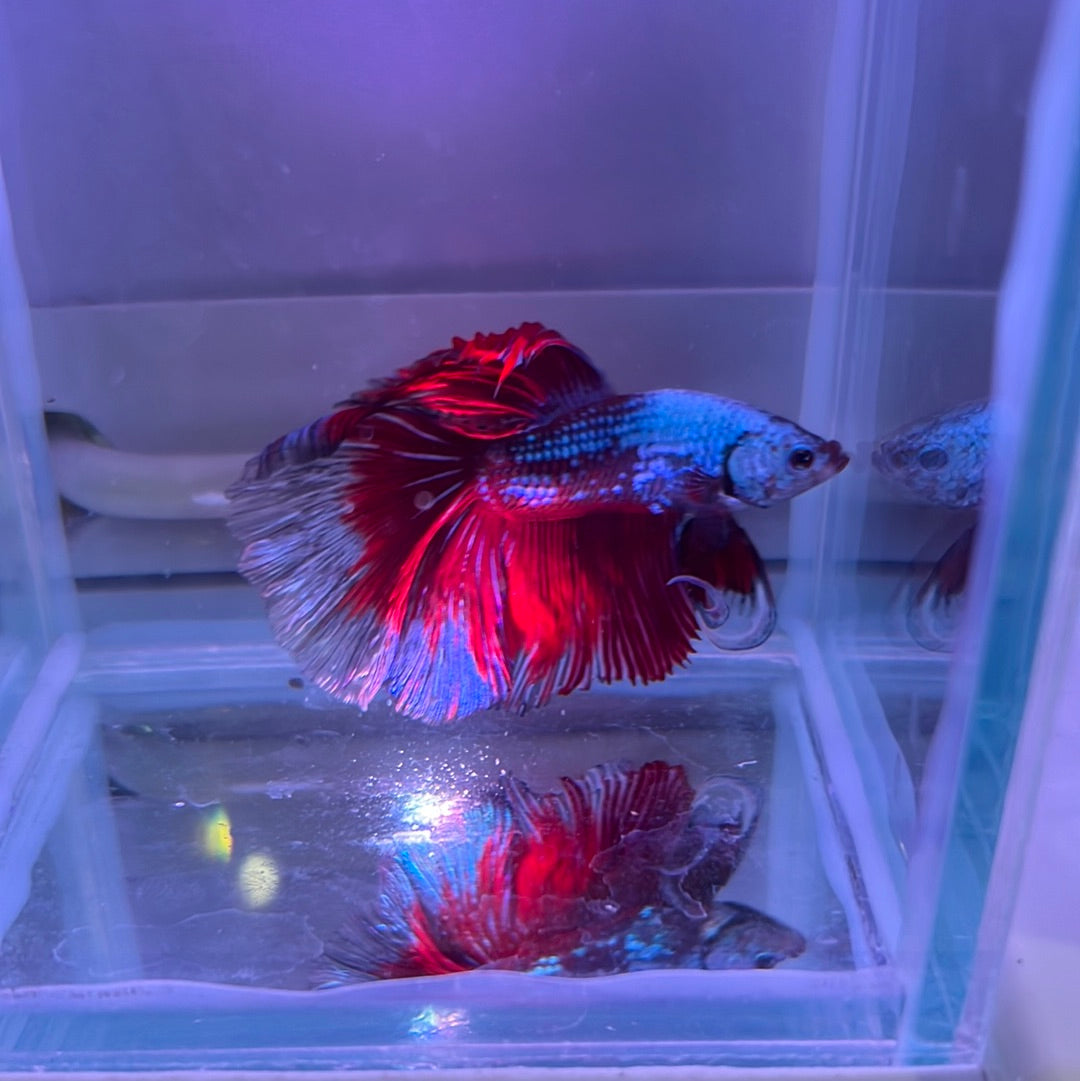 Halfmoon bettas A grade