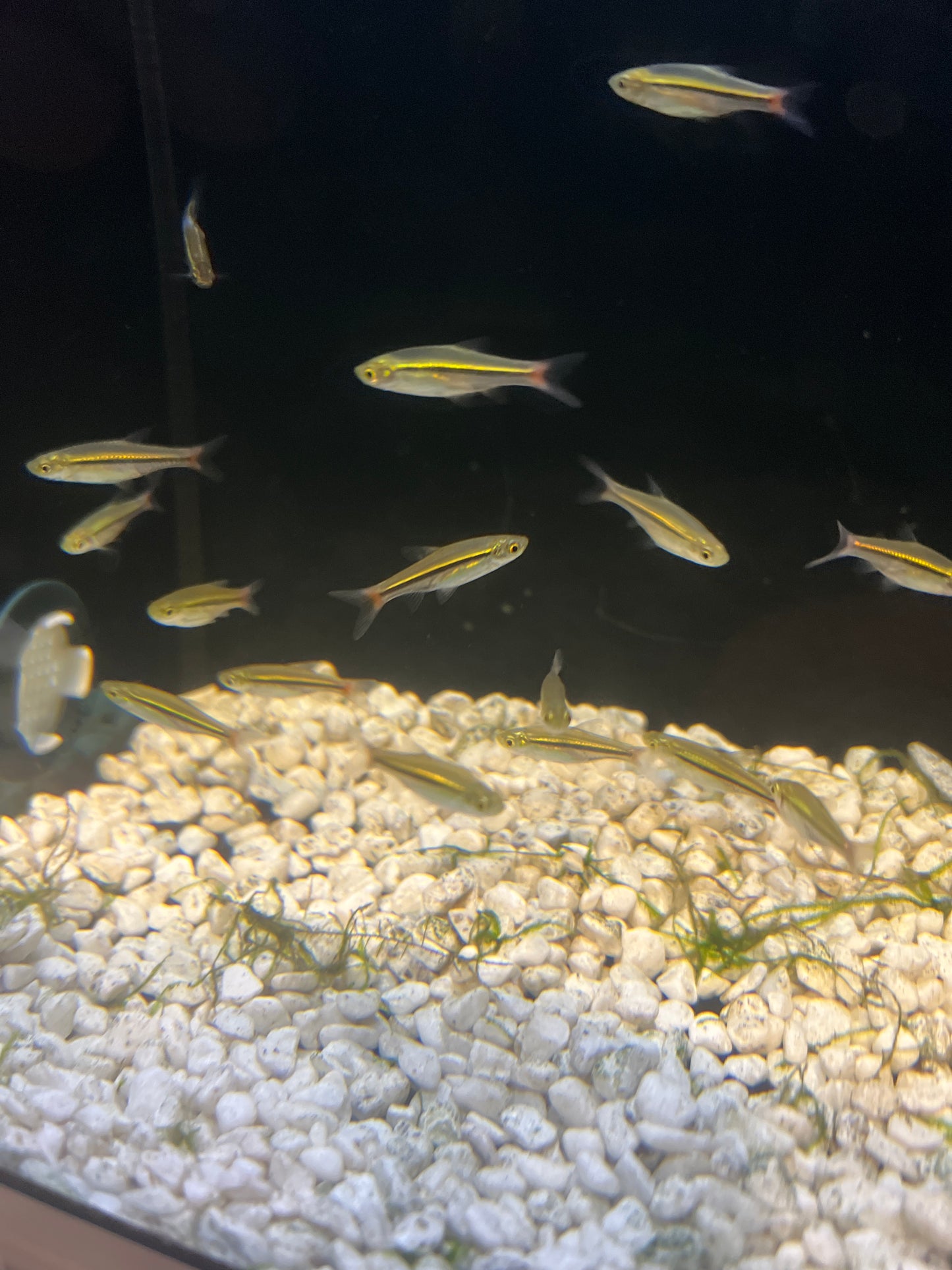Red Tailed Rasbora (Rasbora borapetensis)