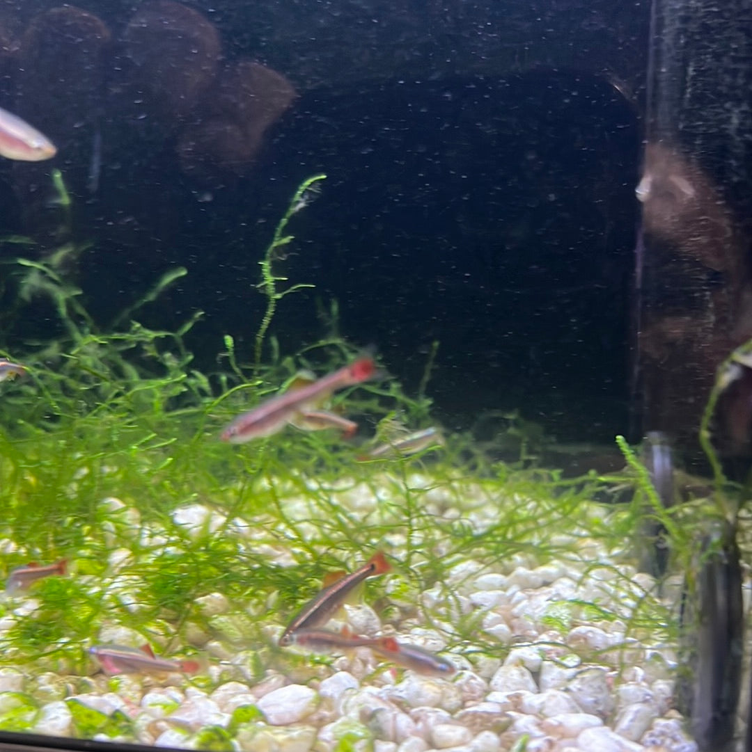 LongFin White Clouds "juv"(mountain minnows)