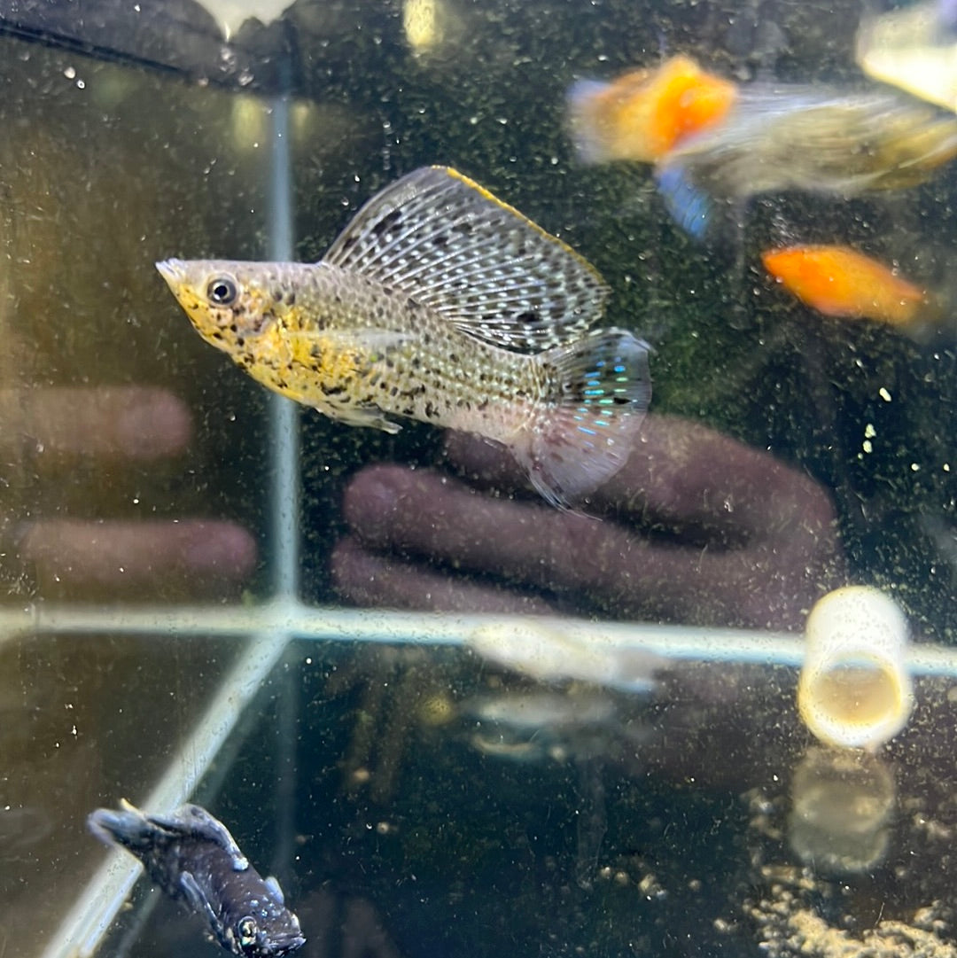 Assorted Sail-fin Mollys (Poecilia latipinna)