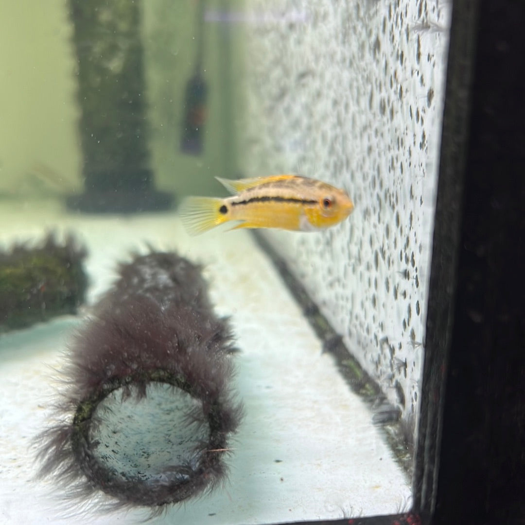 Apistogramma Diamond wild - (Apistogramma diamante)