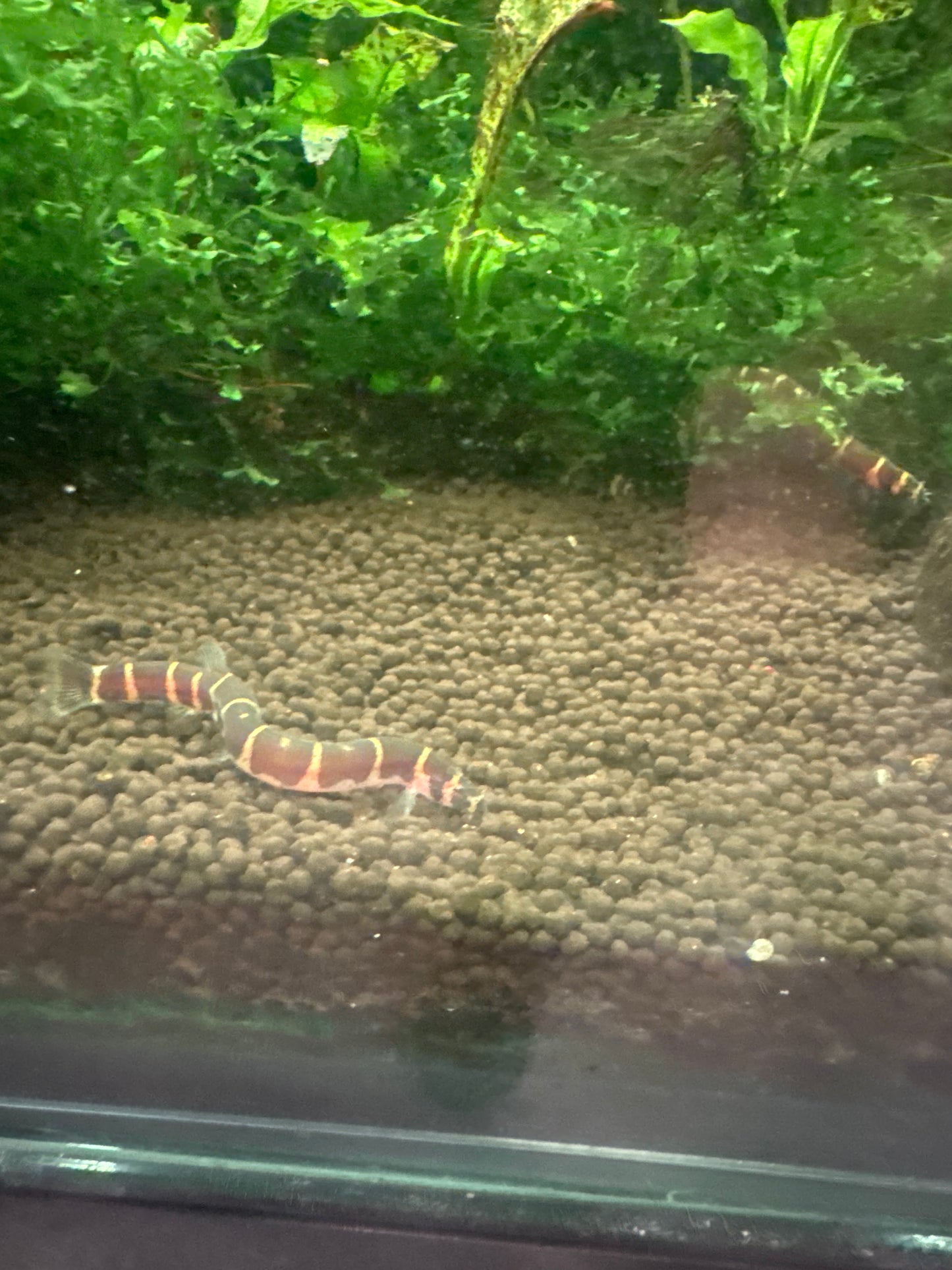 Kuhlii Loach (Pangio Kuhlii)