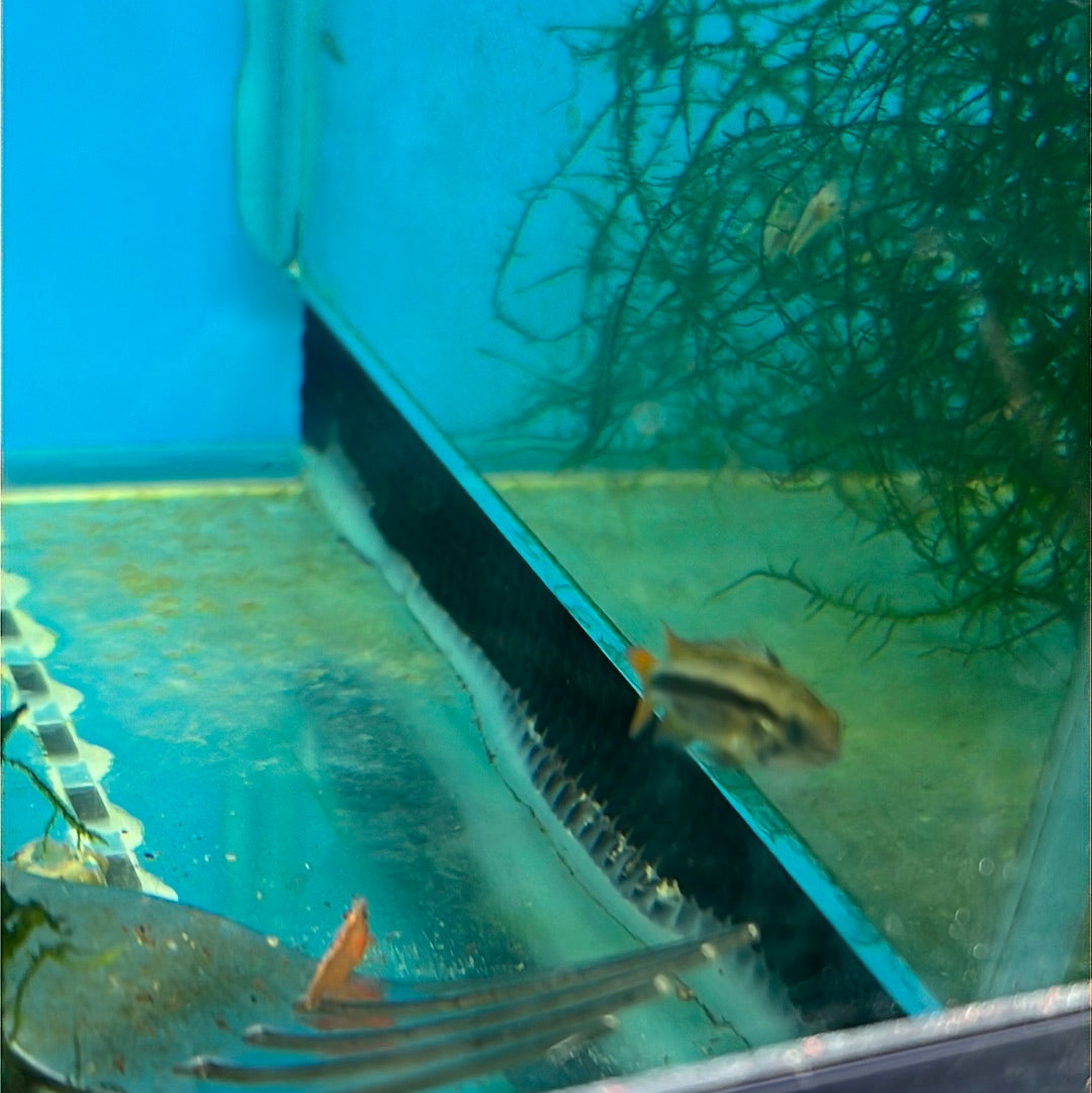 Apistogramma cacatuodes (Apistogramma cacatuoides)