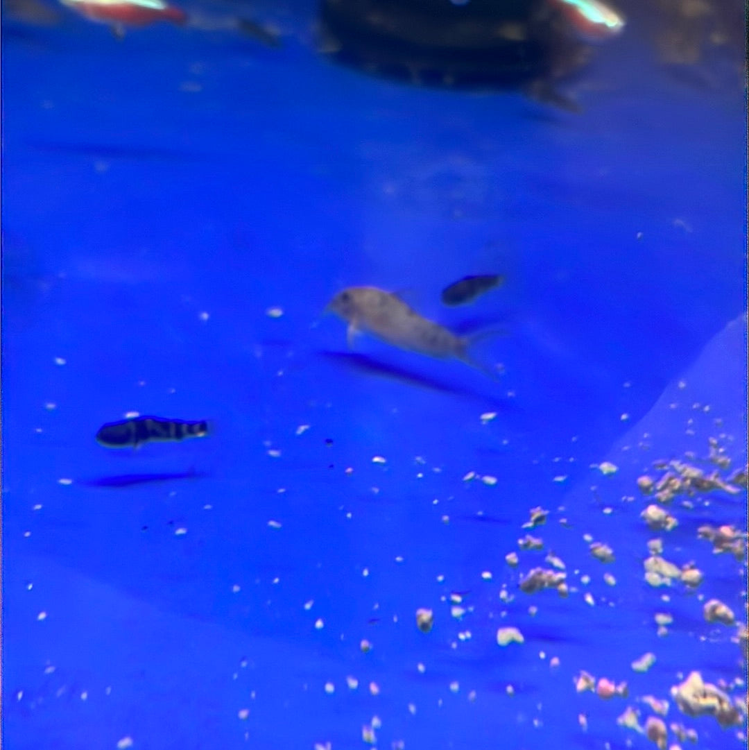 Elisae Corydoras (Corydoras ellisae)