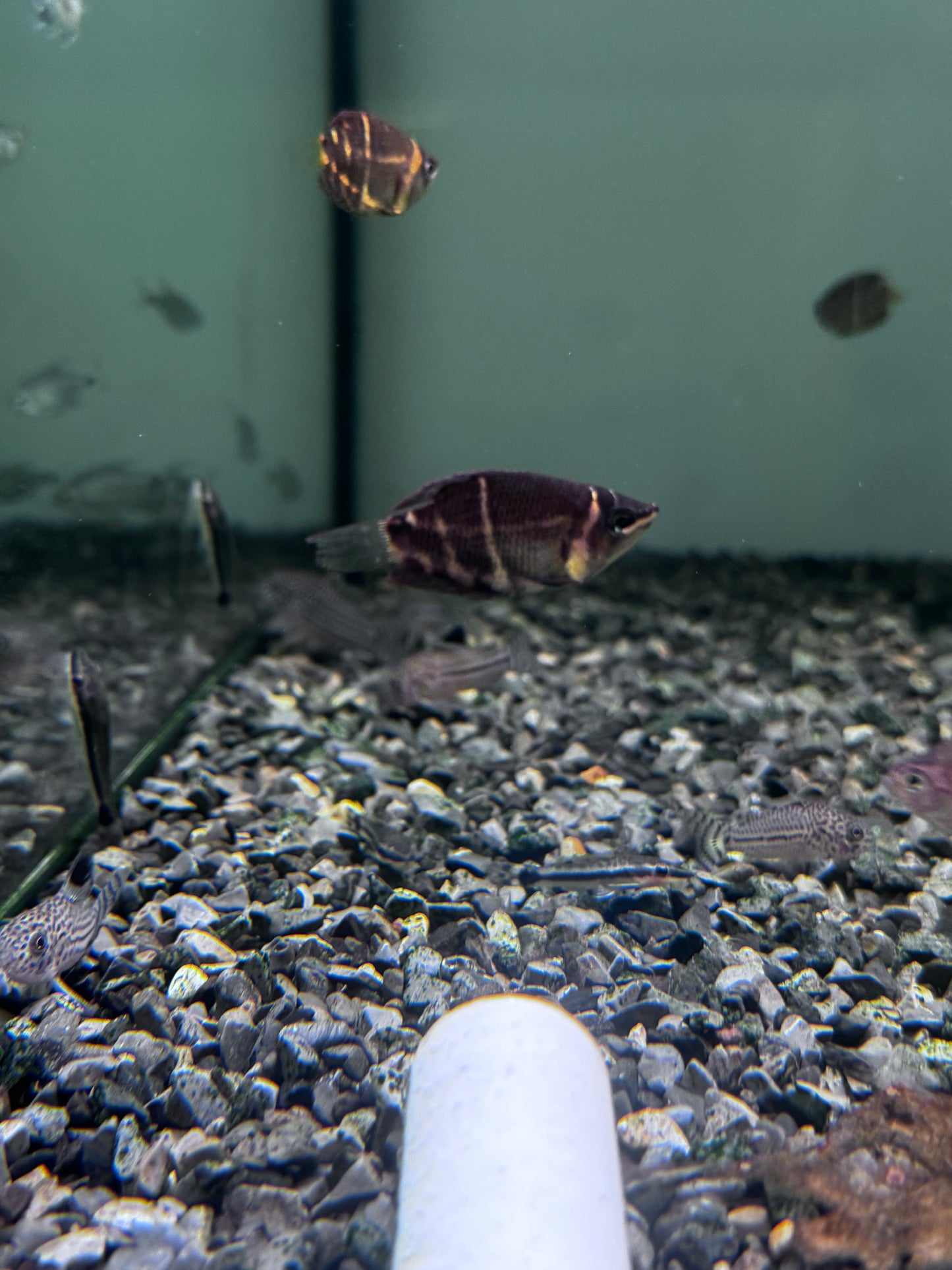 Chocolate Gourami (Sphaerichthys osphromenoides)